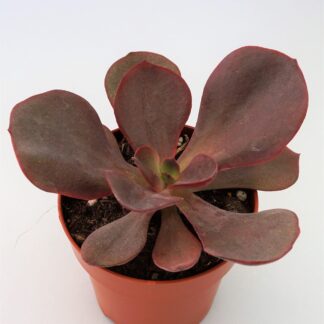 echeveria mahogany rose