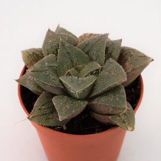 haworthia pygmea crystallina