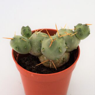 tephrocactus chichensis