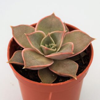 echeveria impi