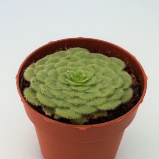 aeonium tabulaeforme