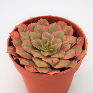 aeonium pink daisy