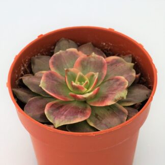 aeonium chanel variegata