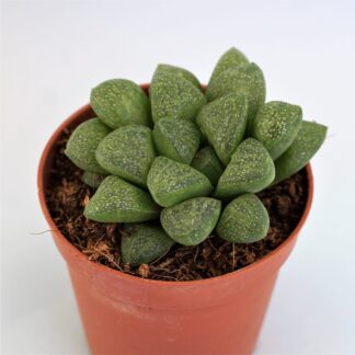 haworthia turgida var. suberecta