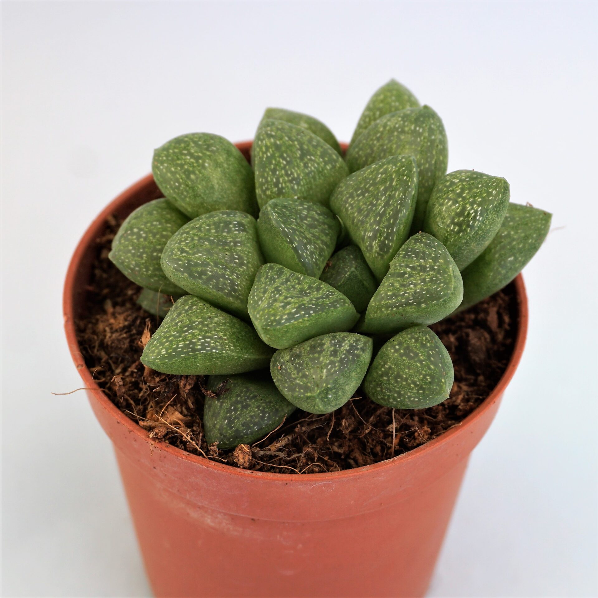 haworthia turgida var. suberecta