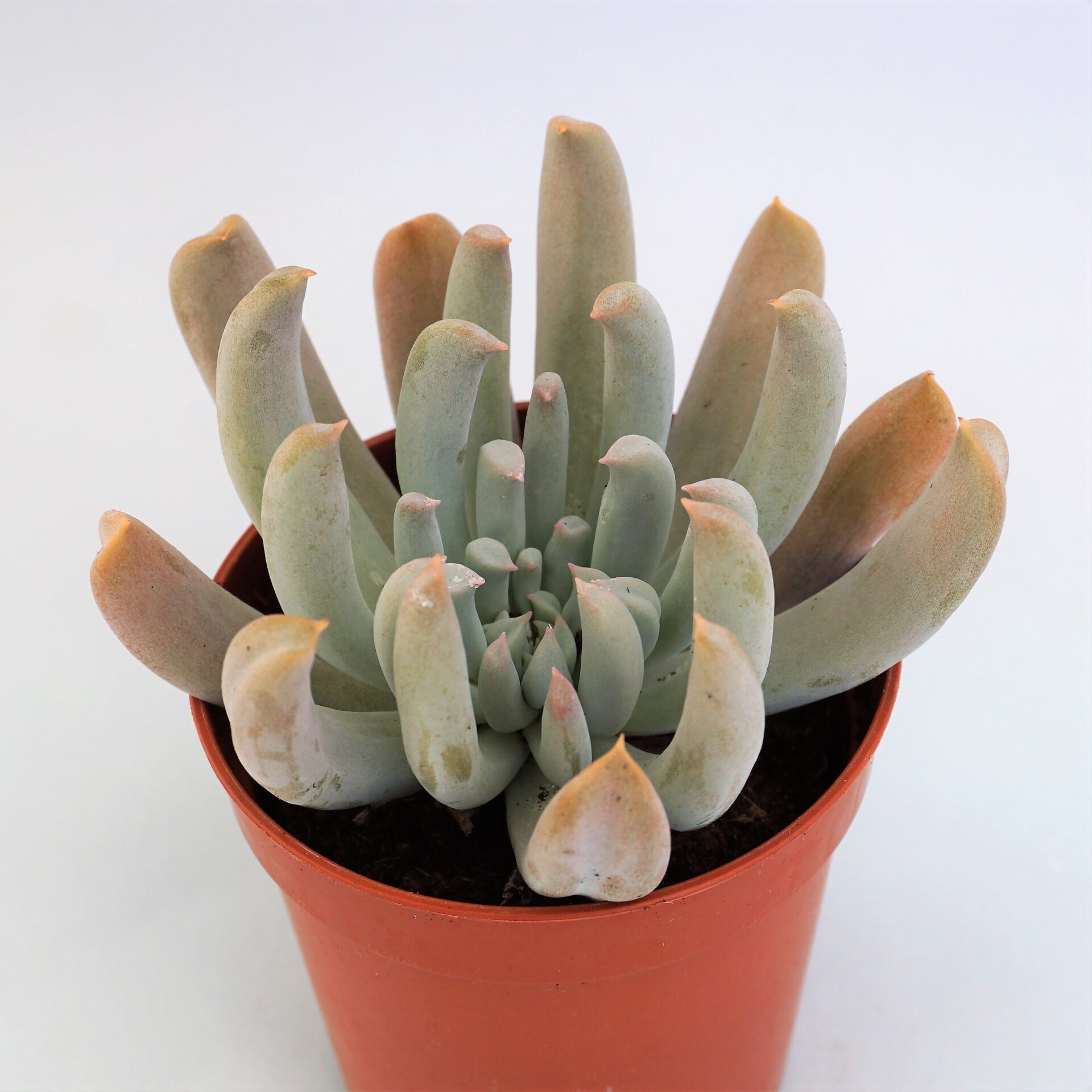 echeveria dagda
