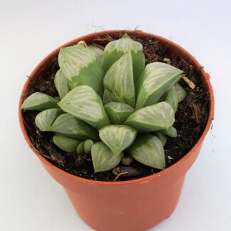 haworthia byakuya