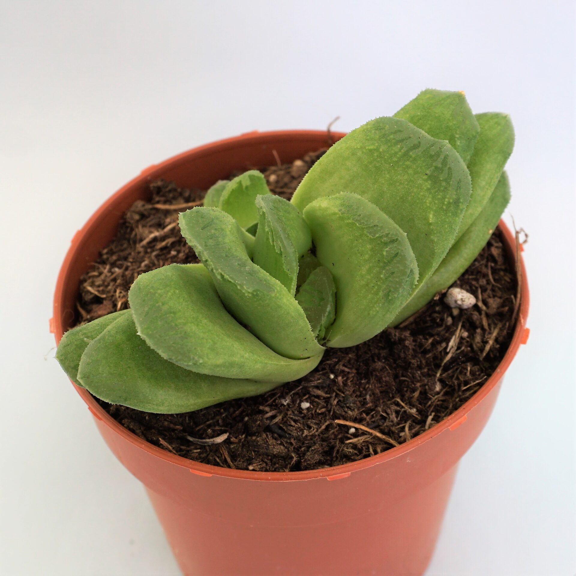 haworthia truncata lime green