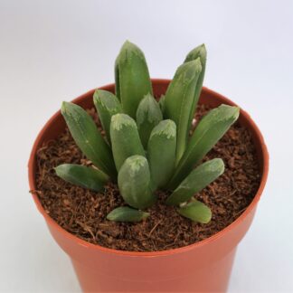 haworthia cv. tremenda