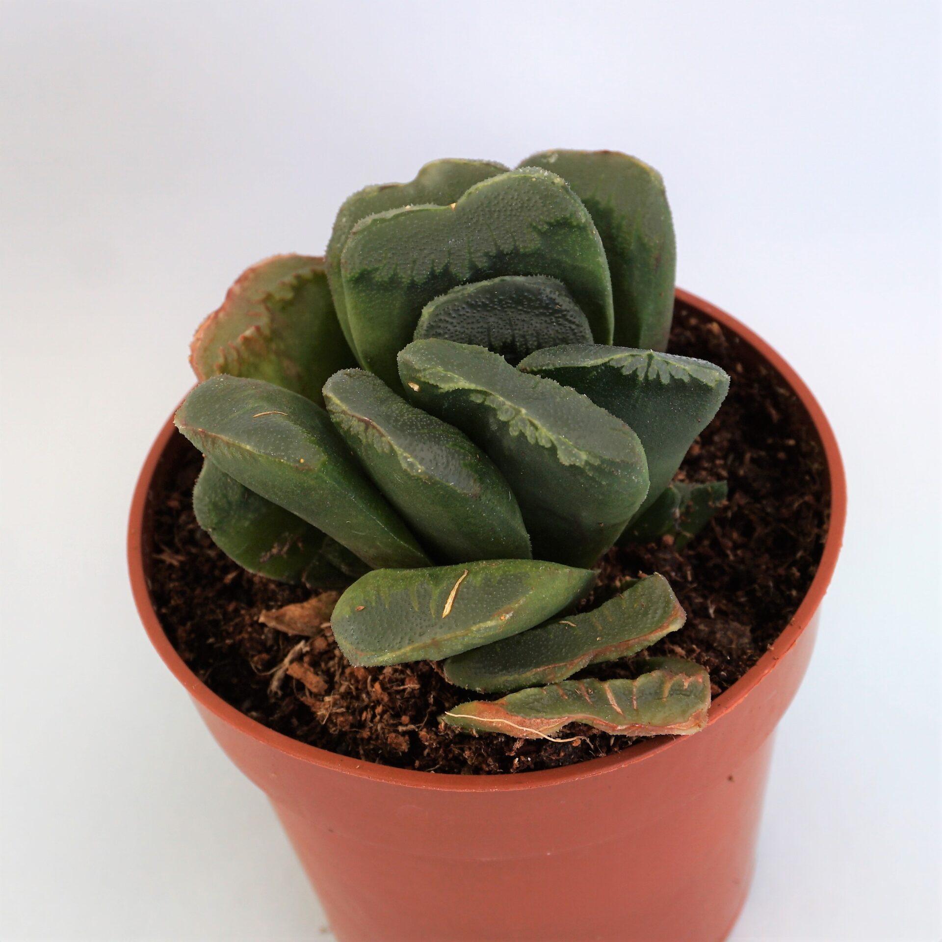 haworthia truncata cv. sizunami