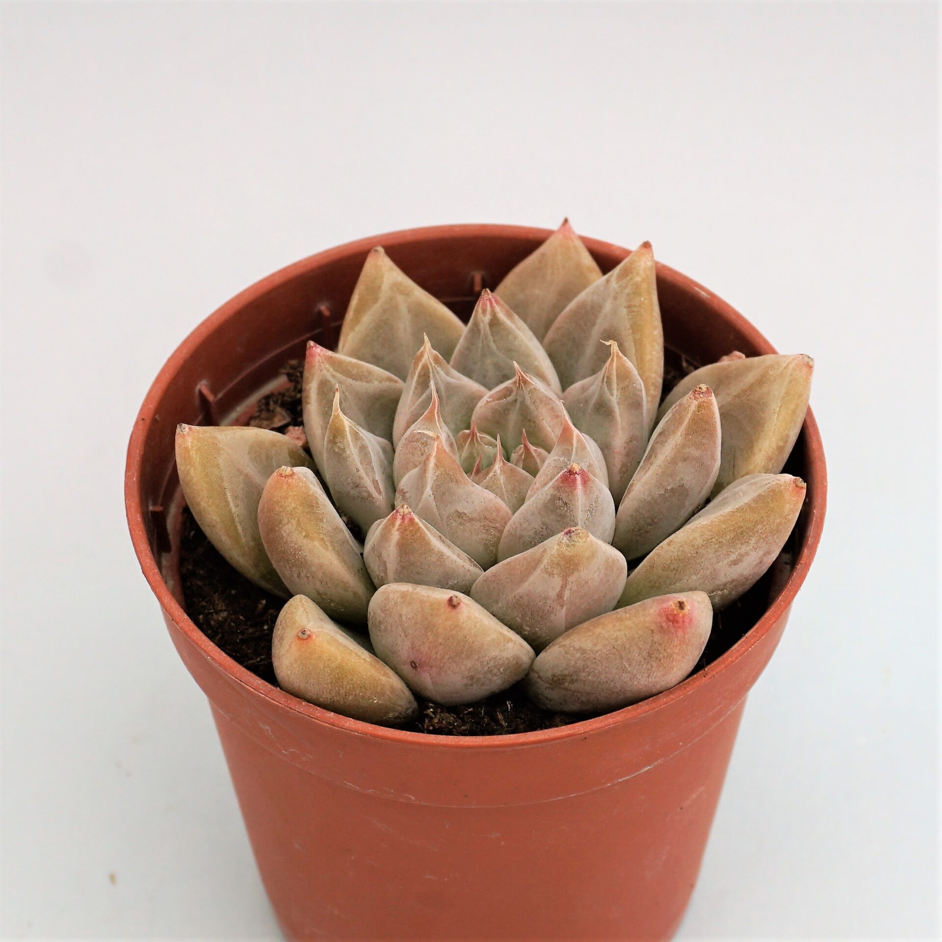 echeveria tolimanensis night cloud