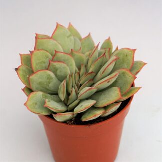 echeveria esther cristata