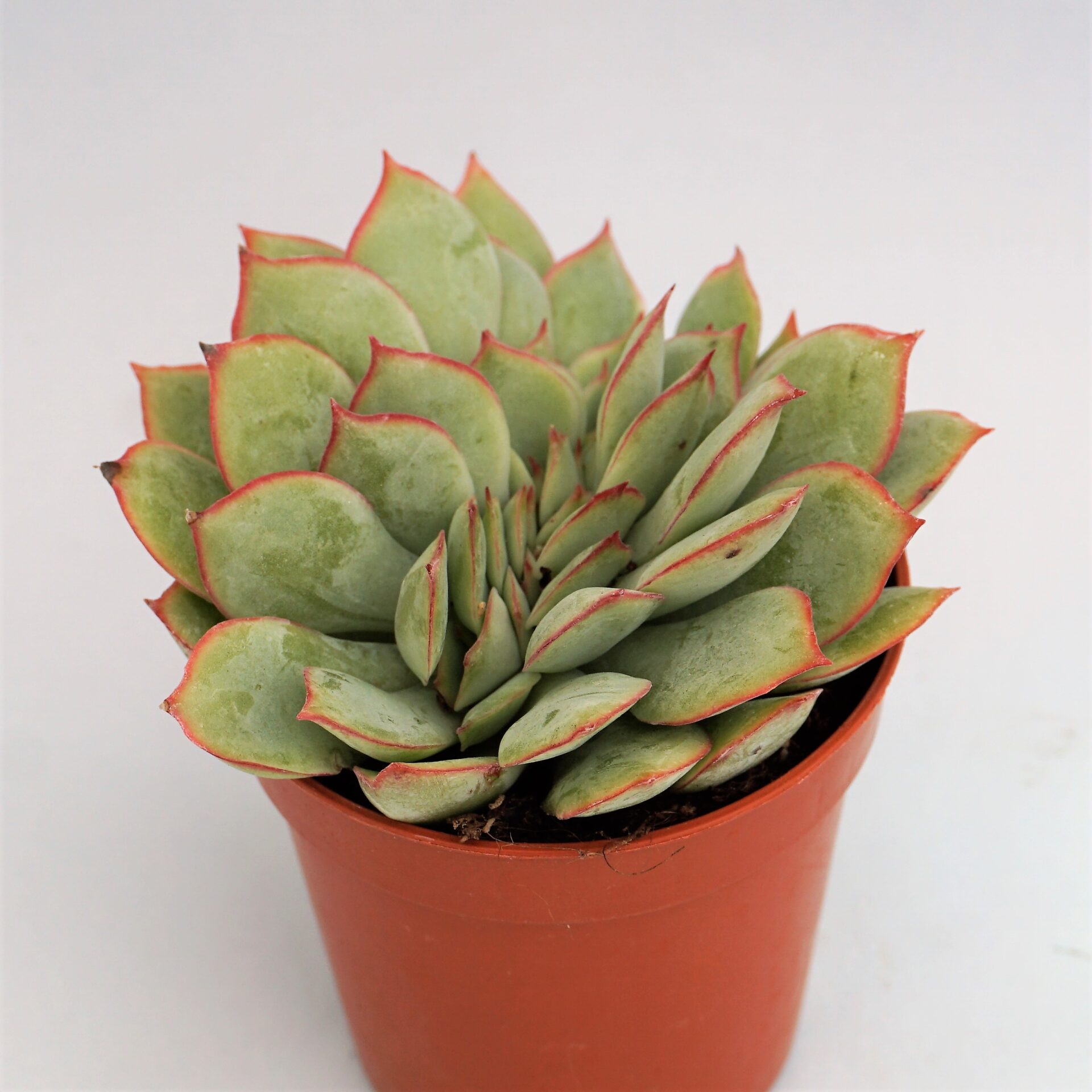 echeveria esther cristata
