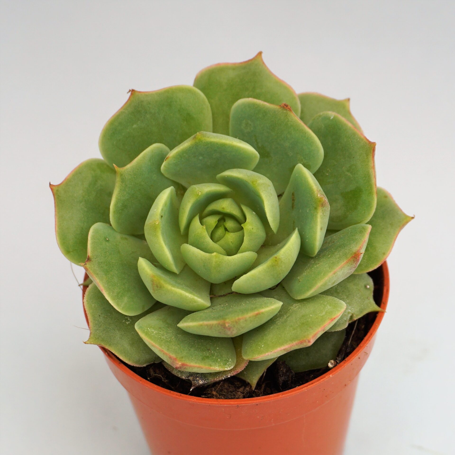 echeveria ramillete