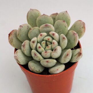 echeveria viant