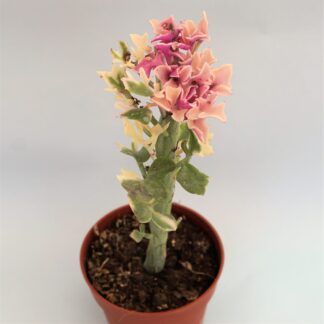 senecio articulatus veriegata