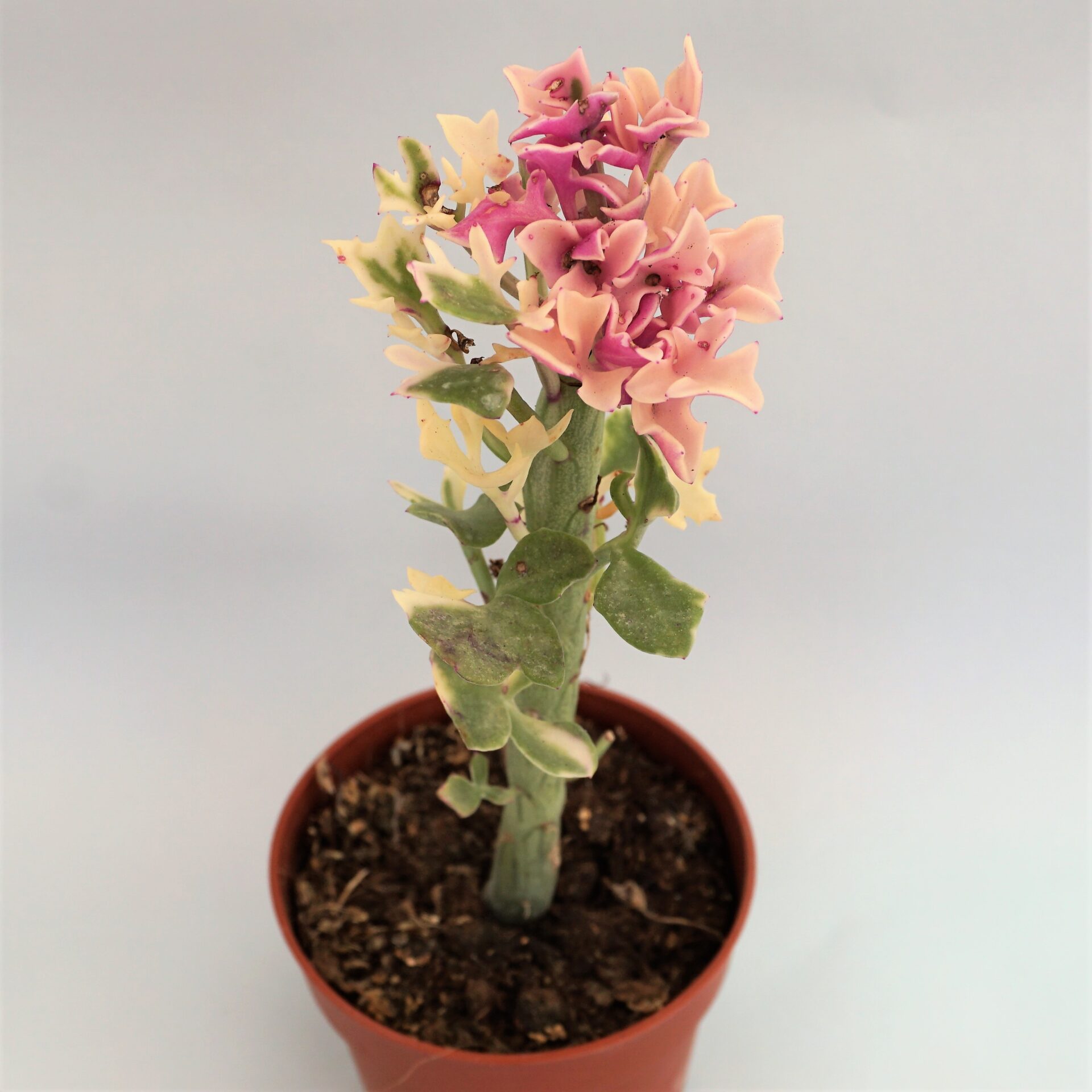 senecio articulatus veriegata