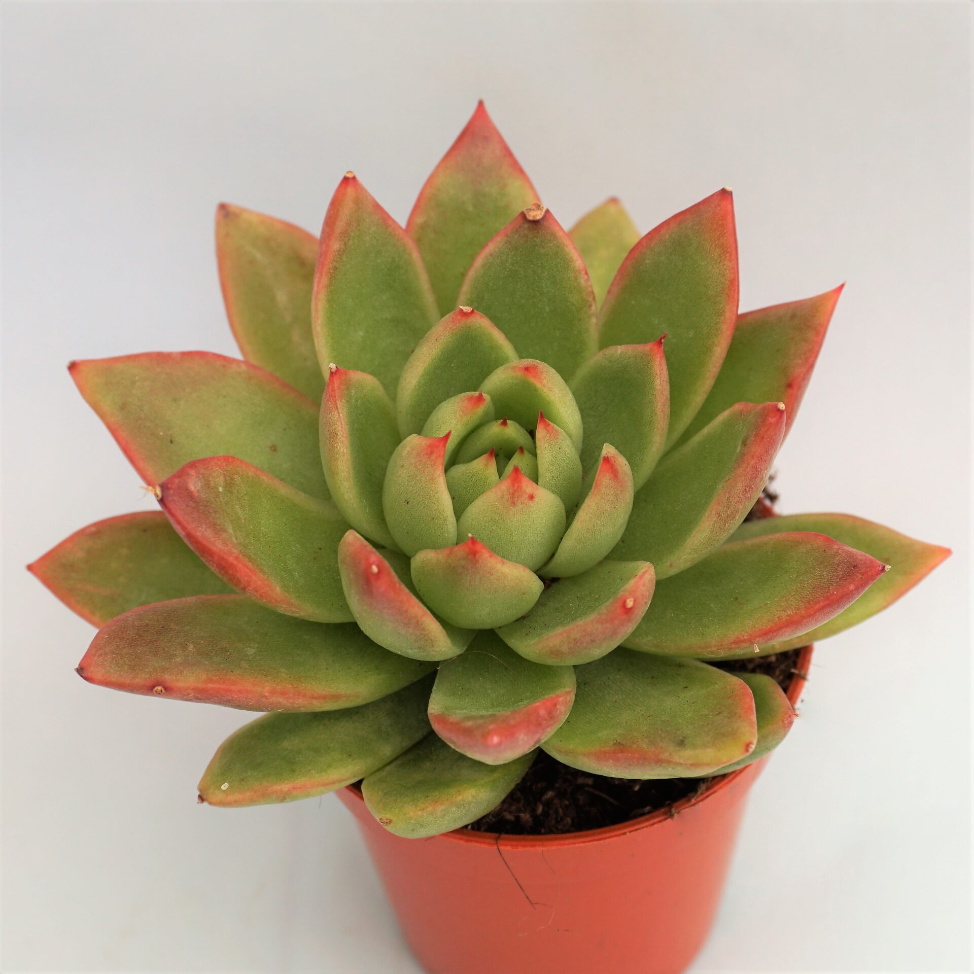 echeveria agavoides molded wax