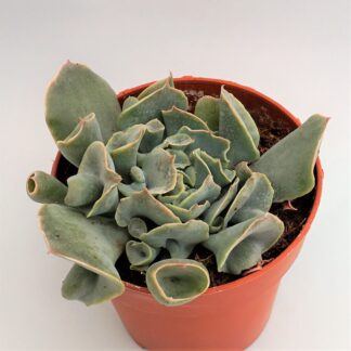 echeveria pink trumpet