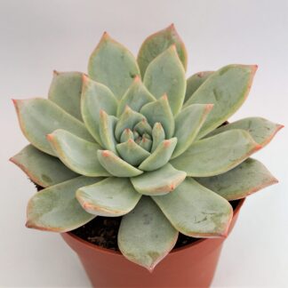 echeveria blue bird