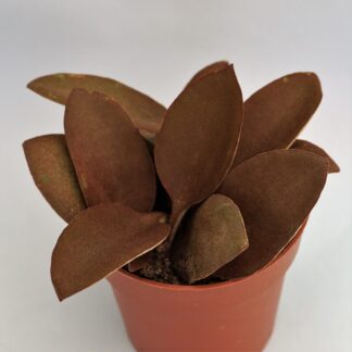 kalanchoe orgyalis cuchara de cobre