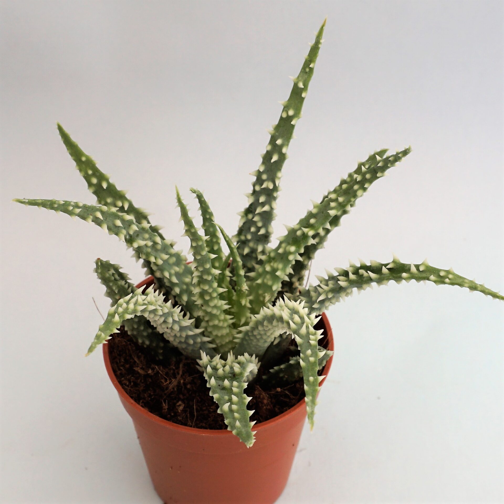 aloe humilis x pratensis