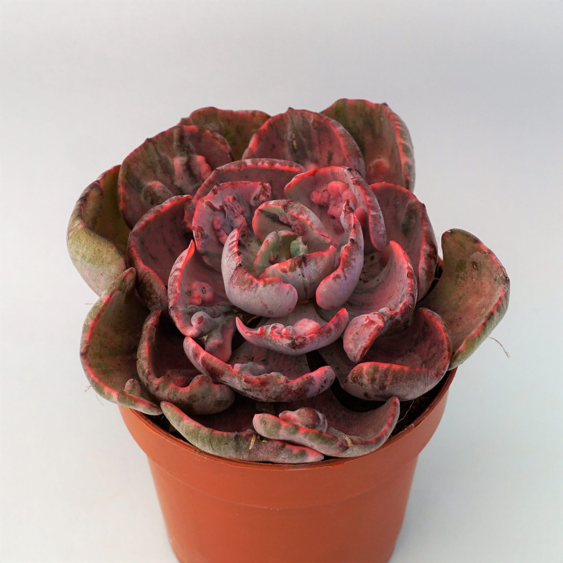 echeveria beyonce