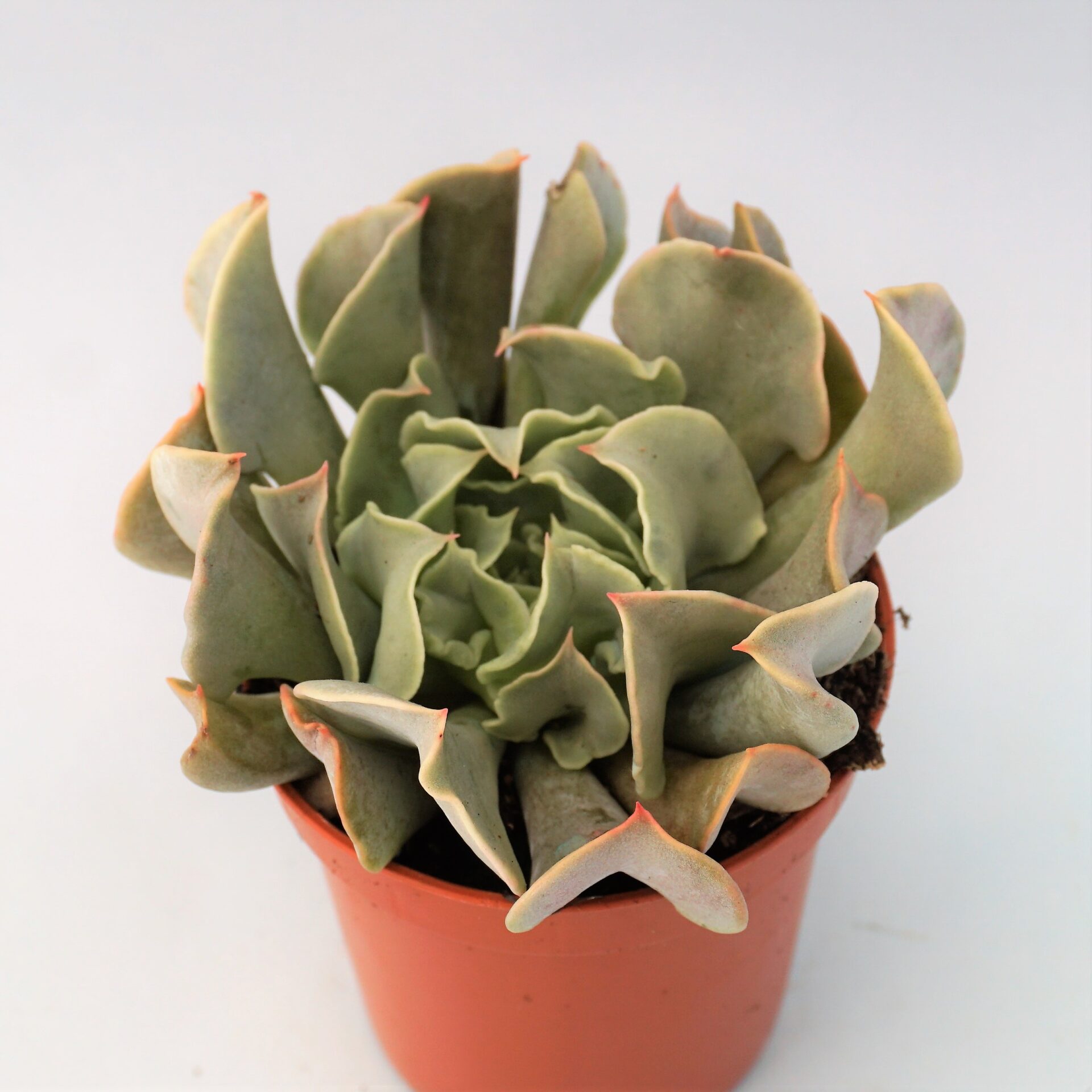 echeveria nichi