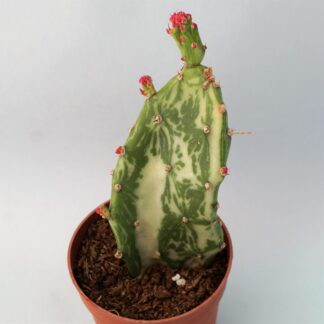 opuntia maverick variegata