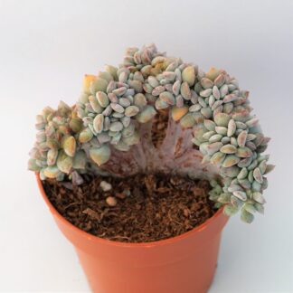 echeveria apus cristata