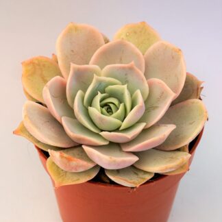 echeveria angel kissed