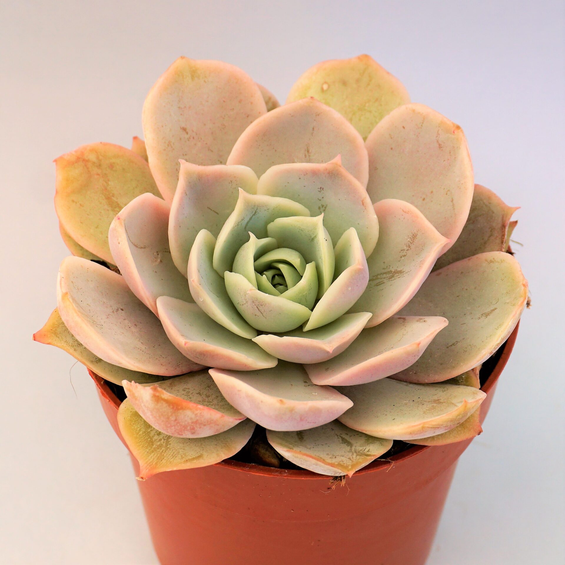 echeveria angel kissed