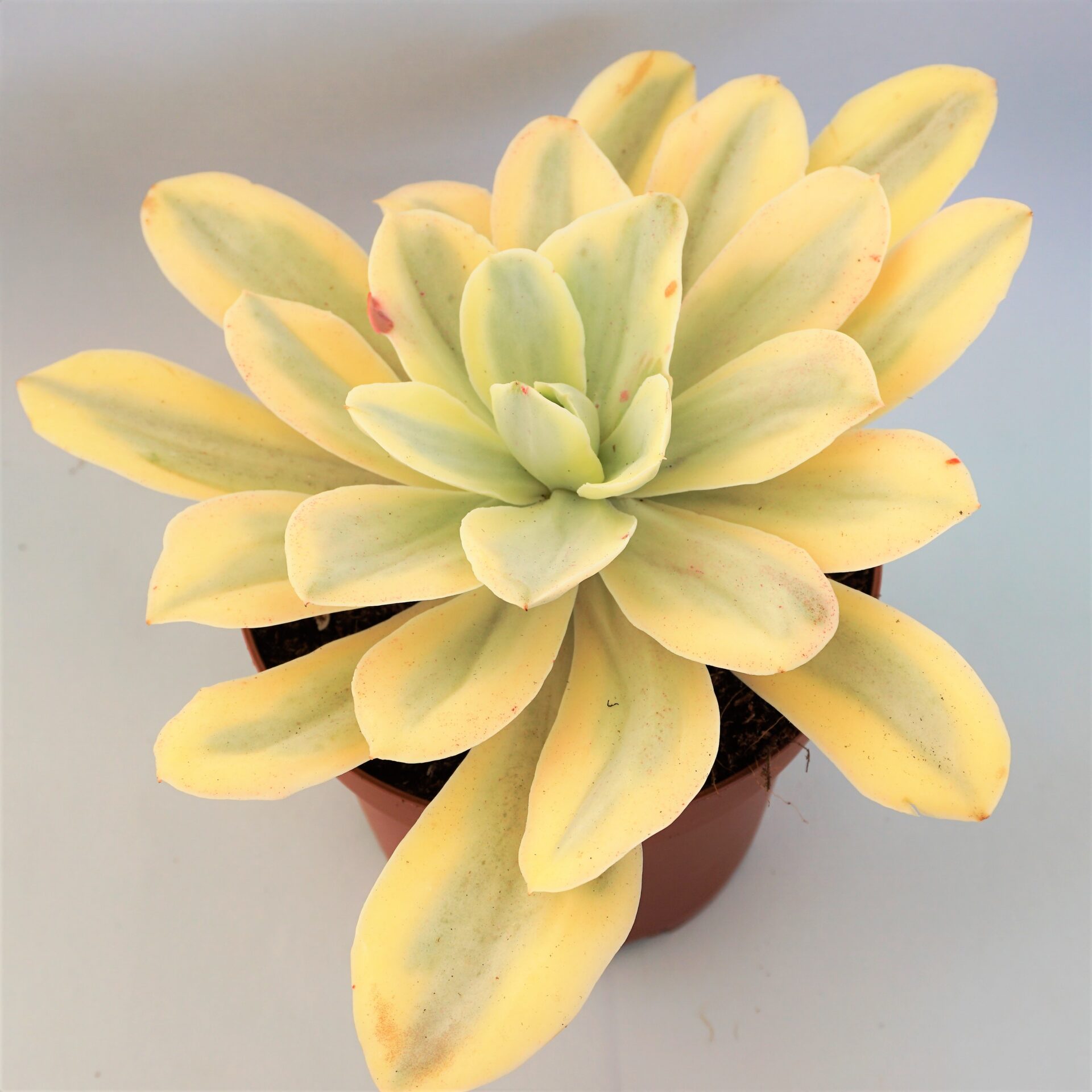 echeveria moon river