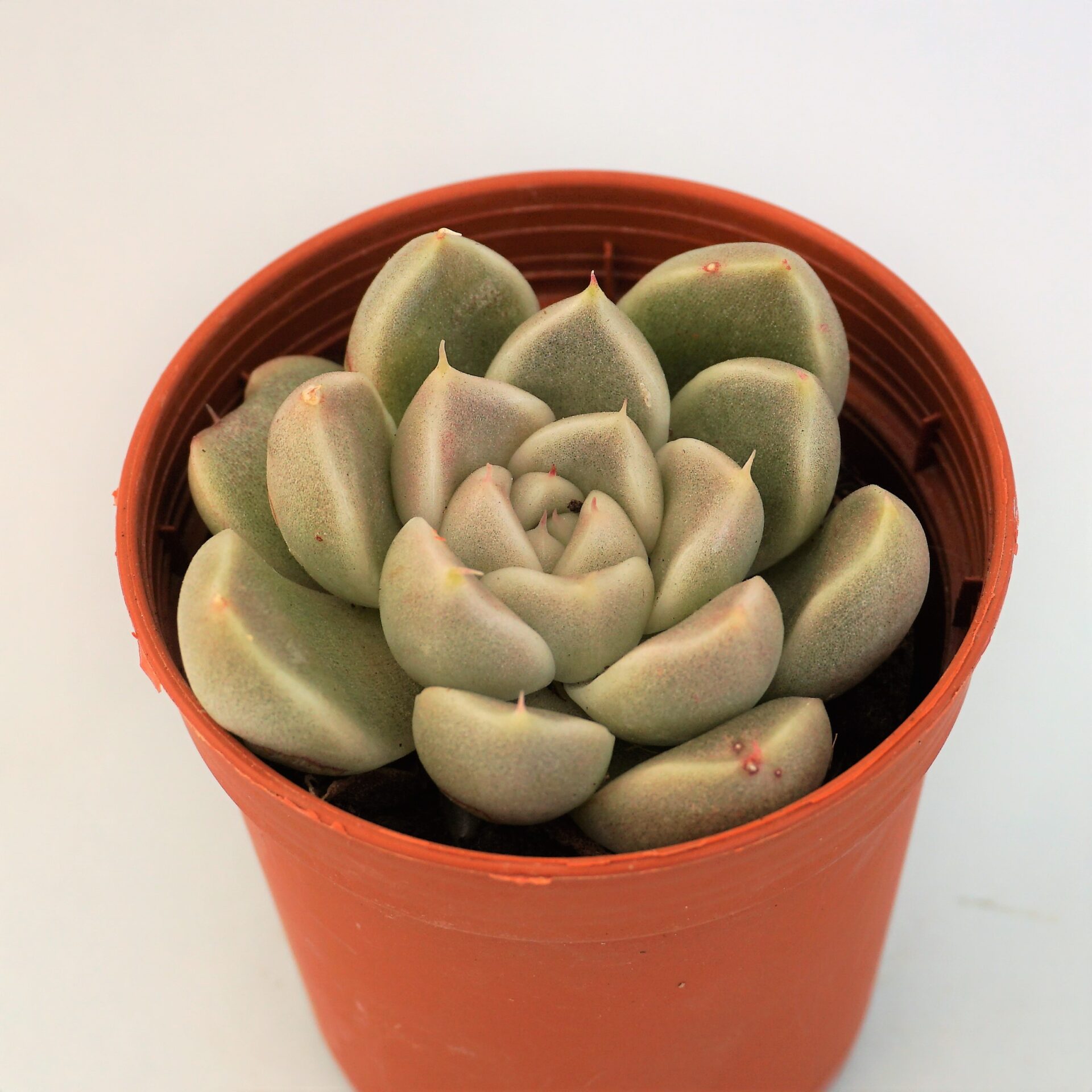 echeveria anubis