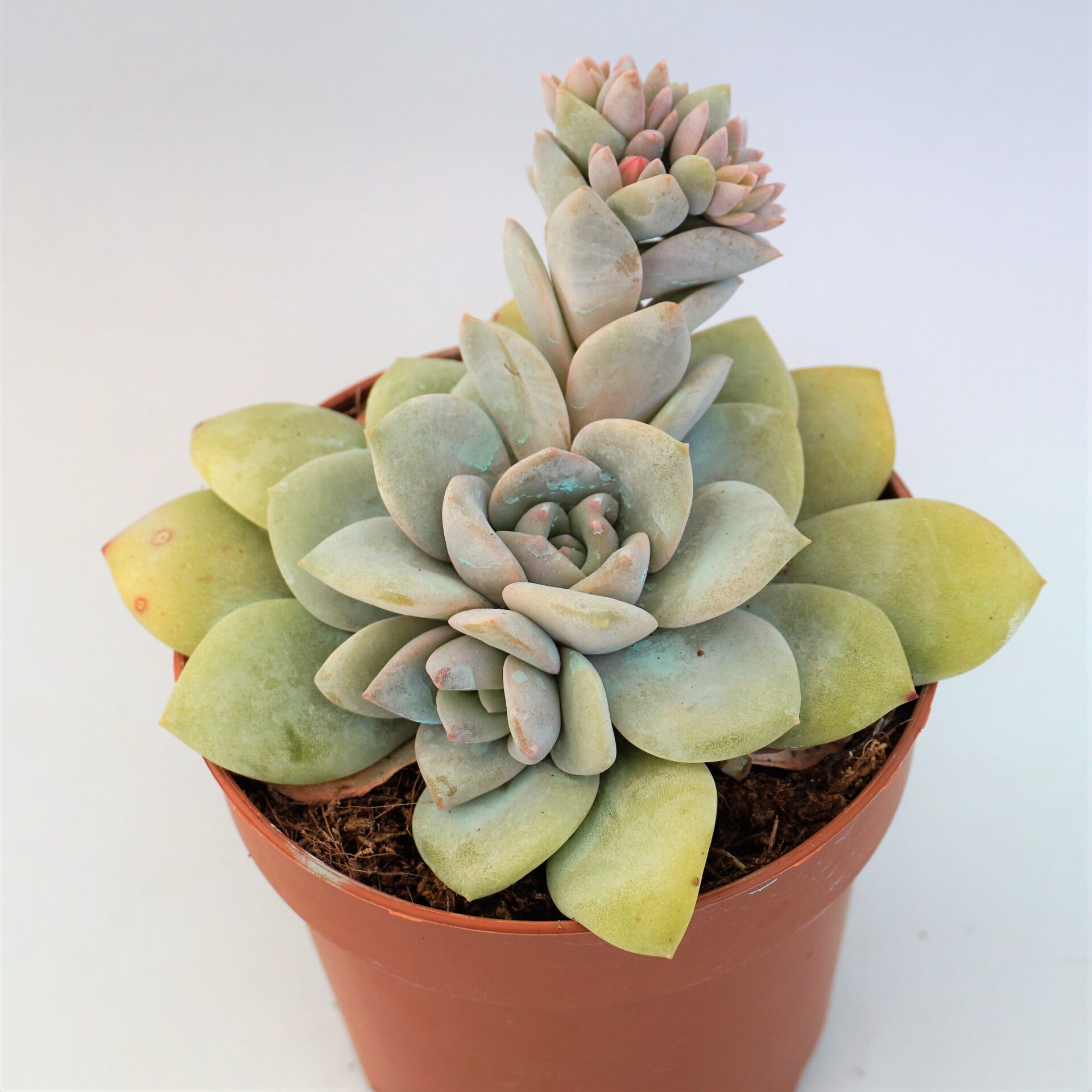 echeveria valentina