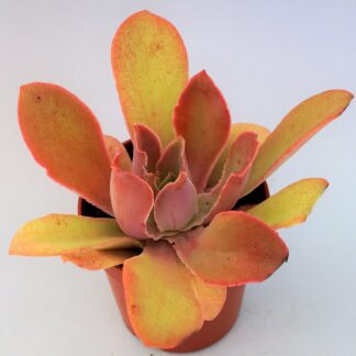 echeveria muriel