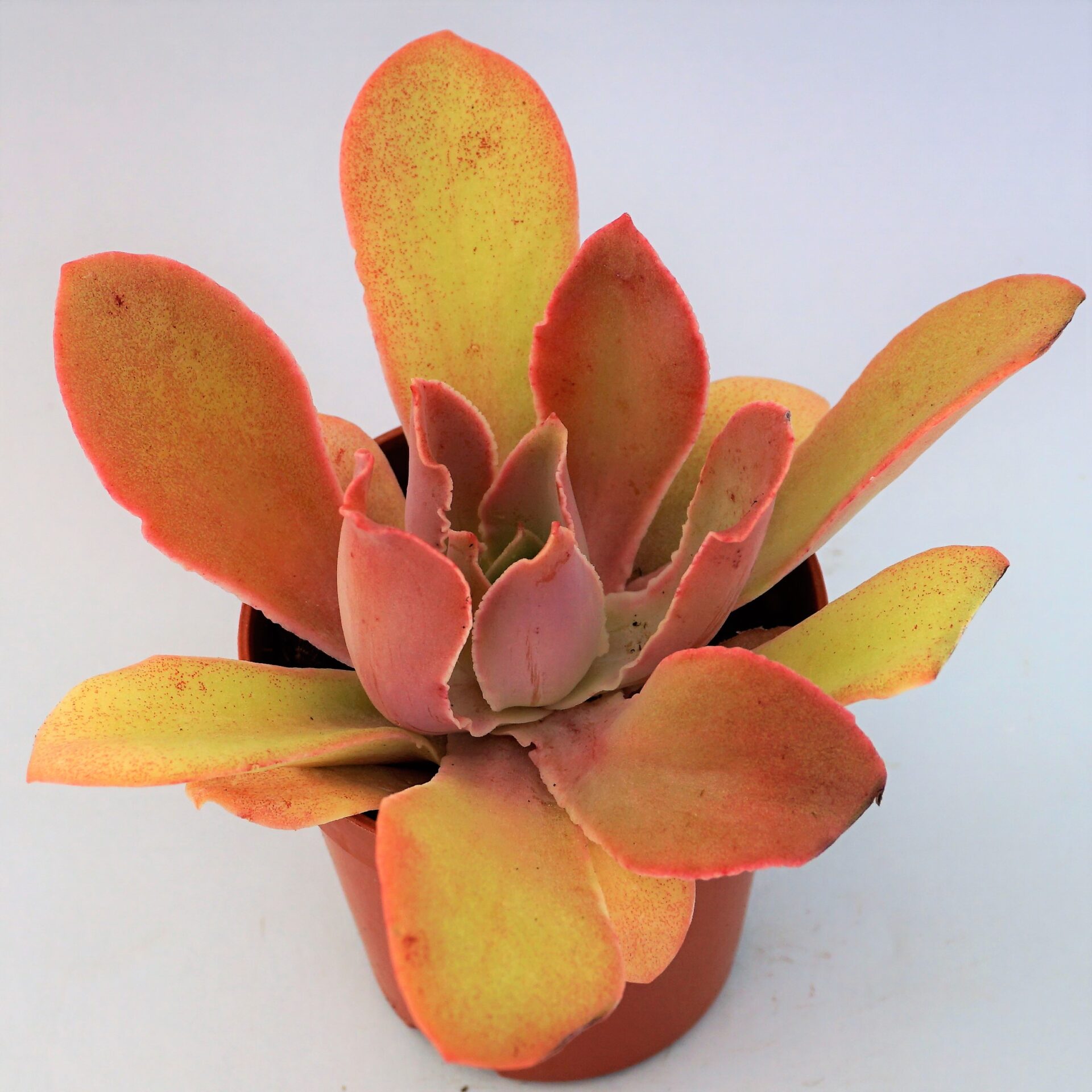 echeveria muriel