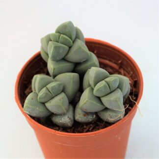 delosperma lehmannii