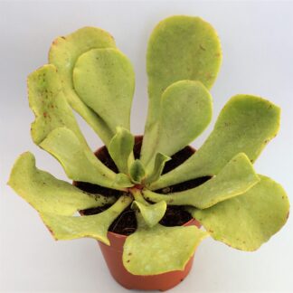 aeonium glutinosum