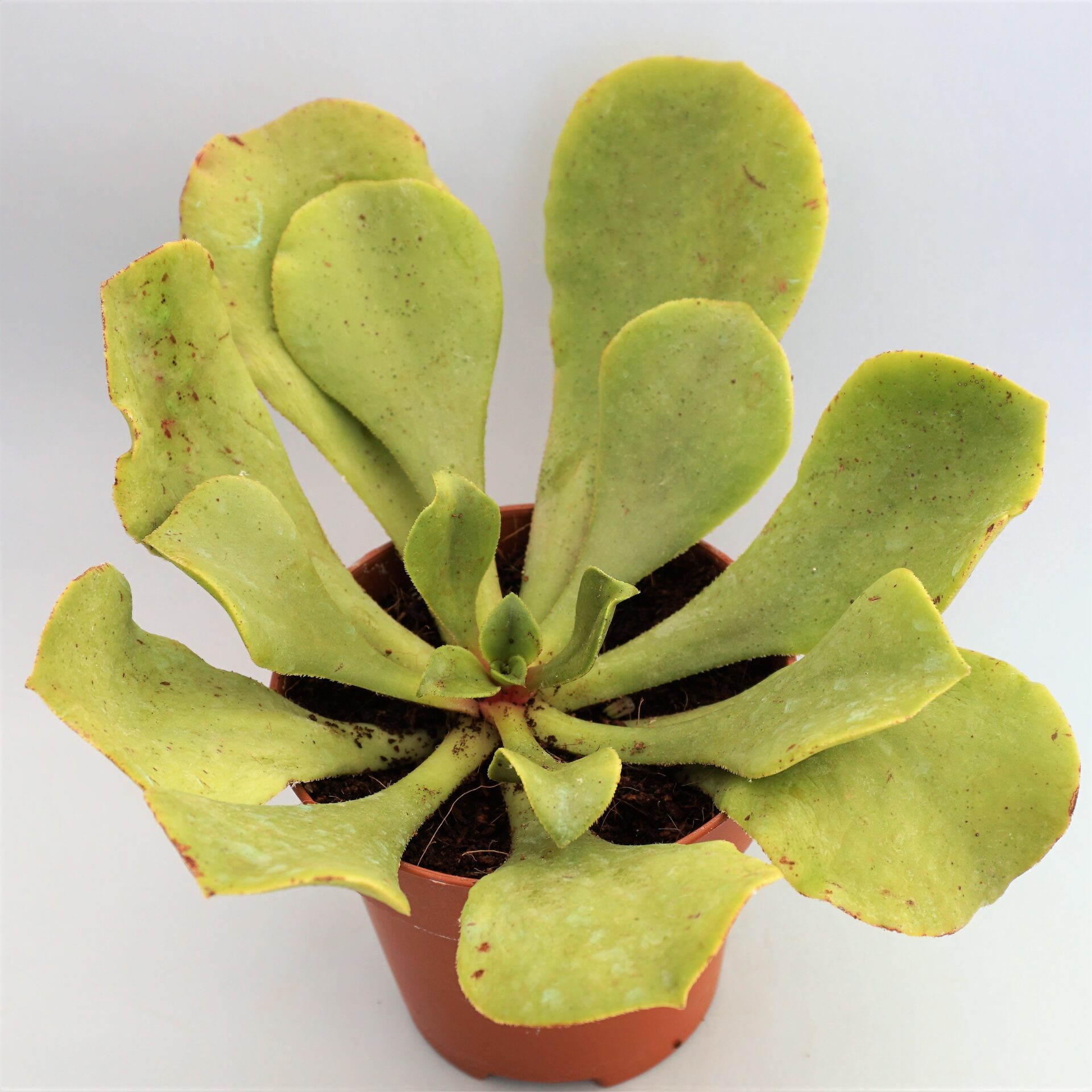aeonium glutinosum