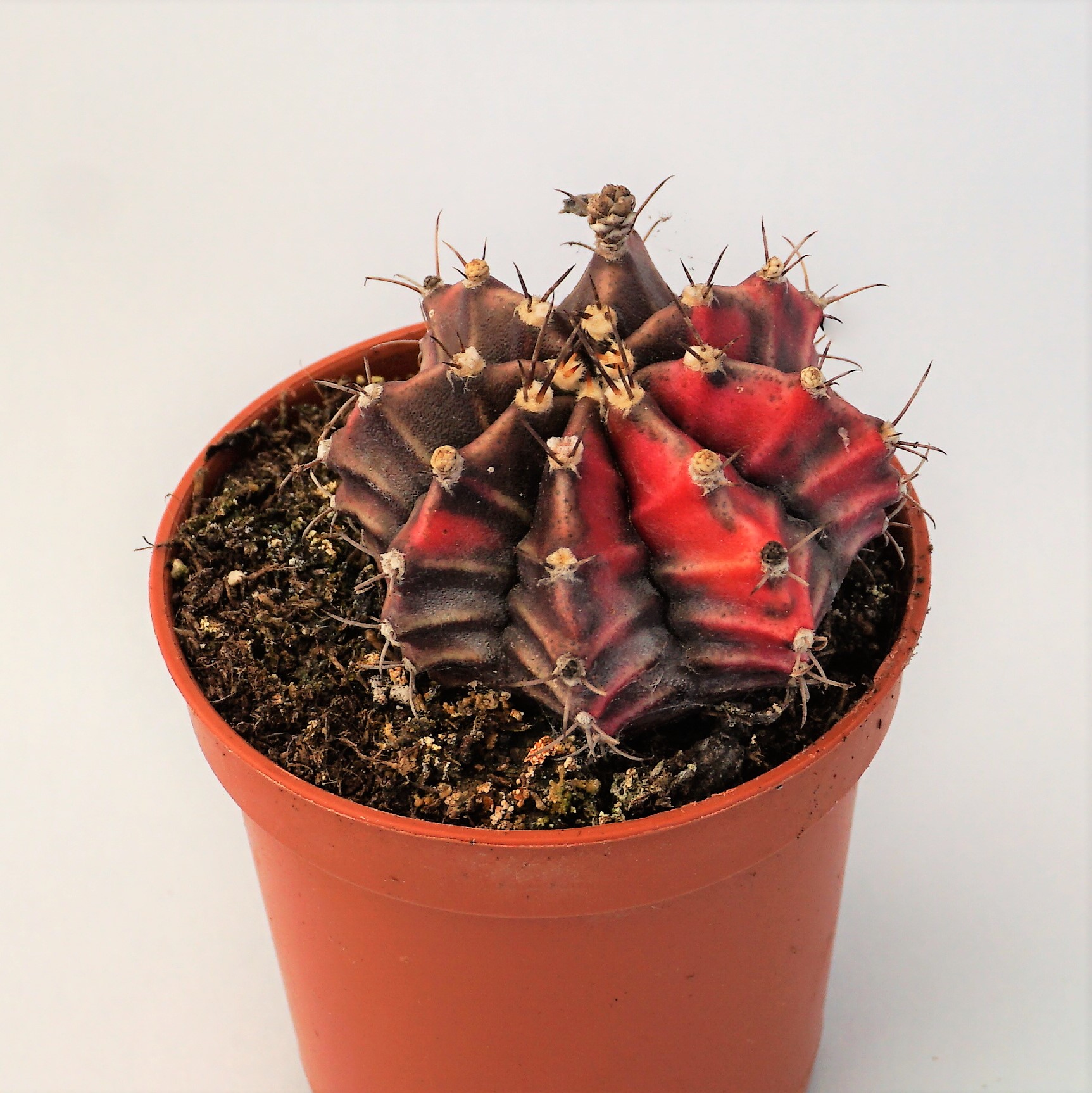 gymnocalycium mihanovichii variegata
