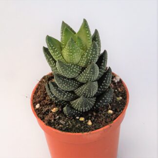 haworthia reinwardtii