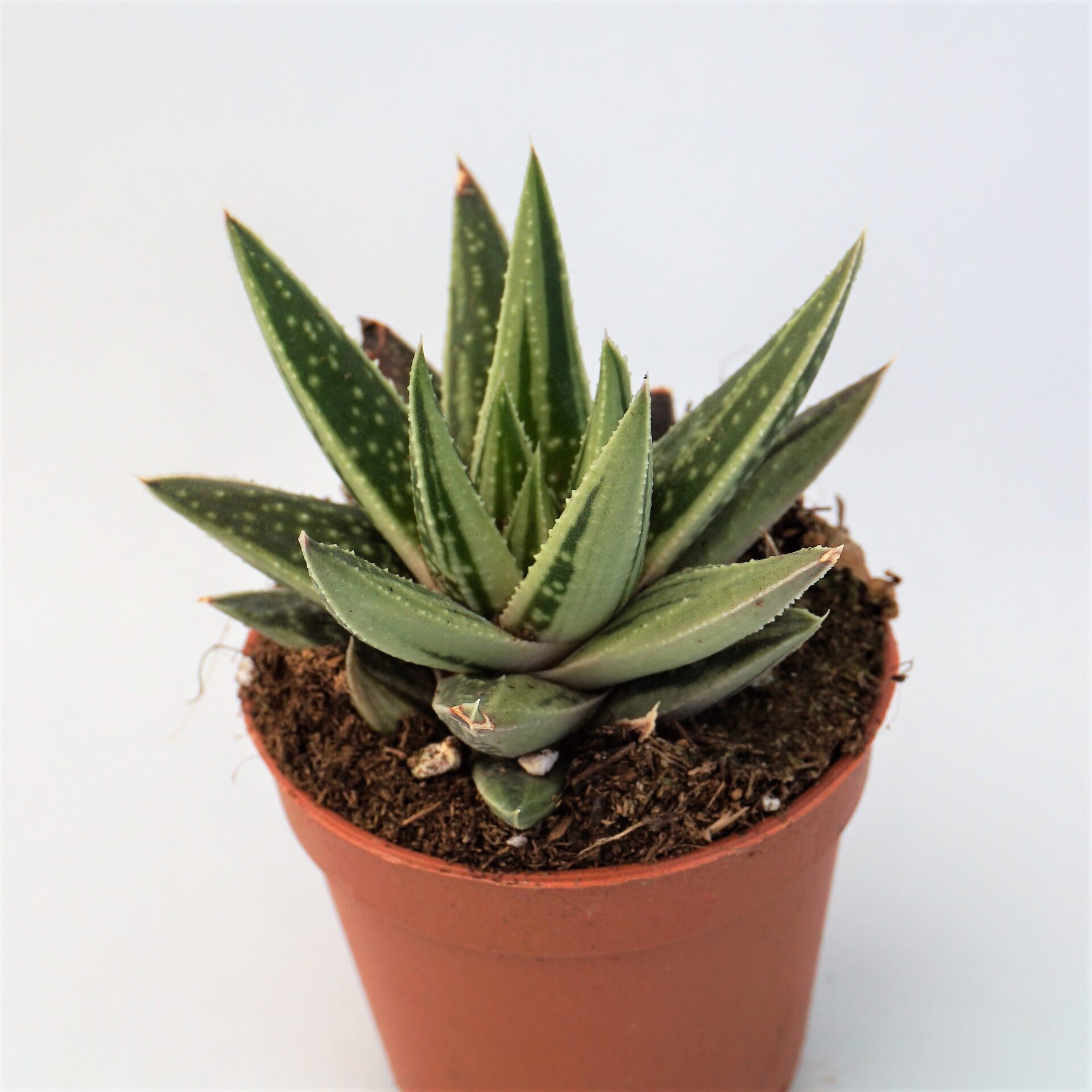 gasteraloe spirit