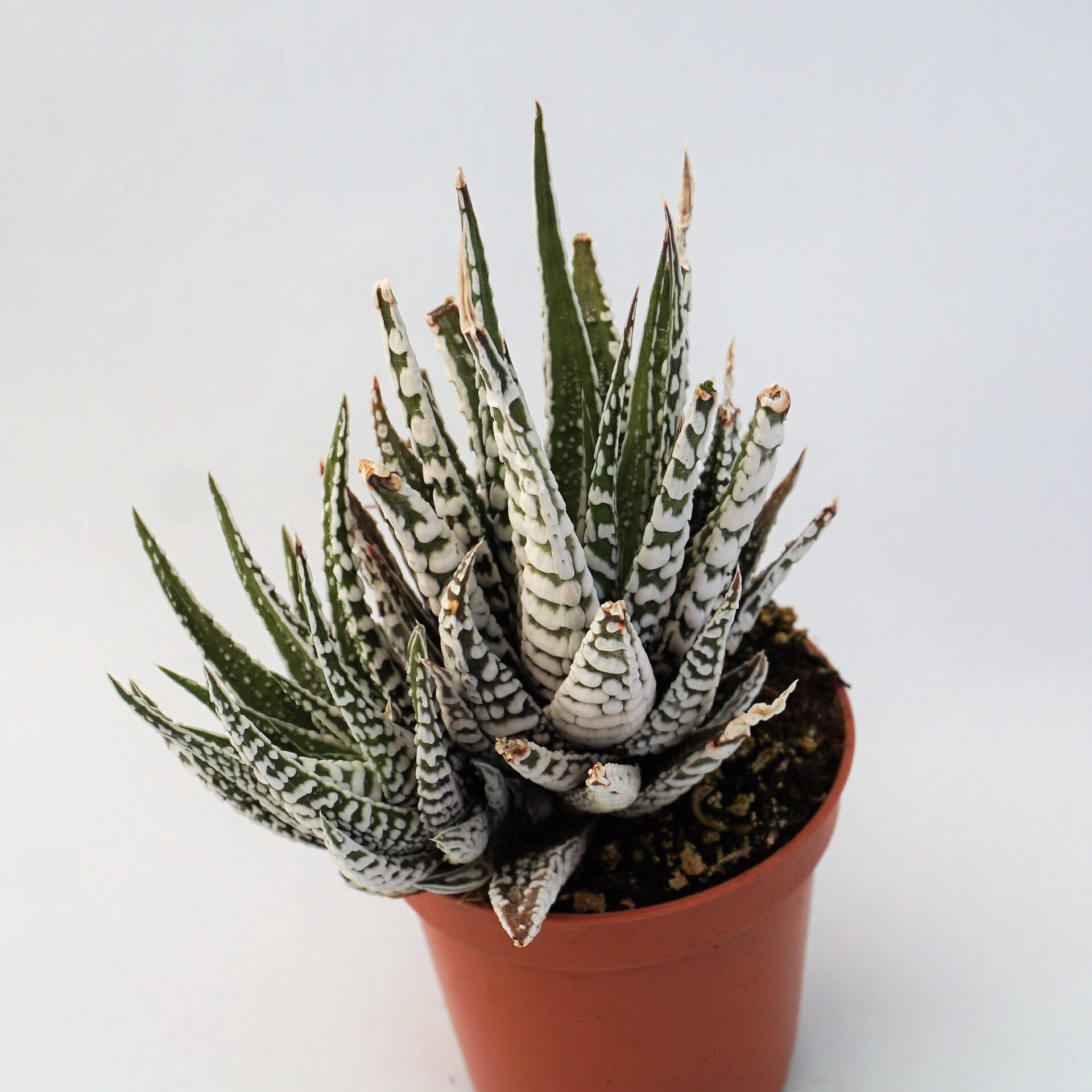 haworthia attenuata