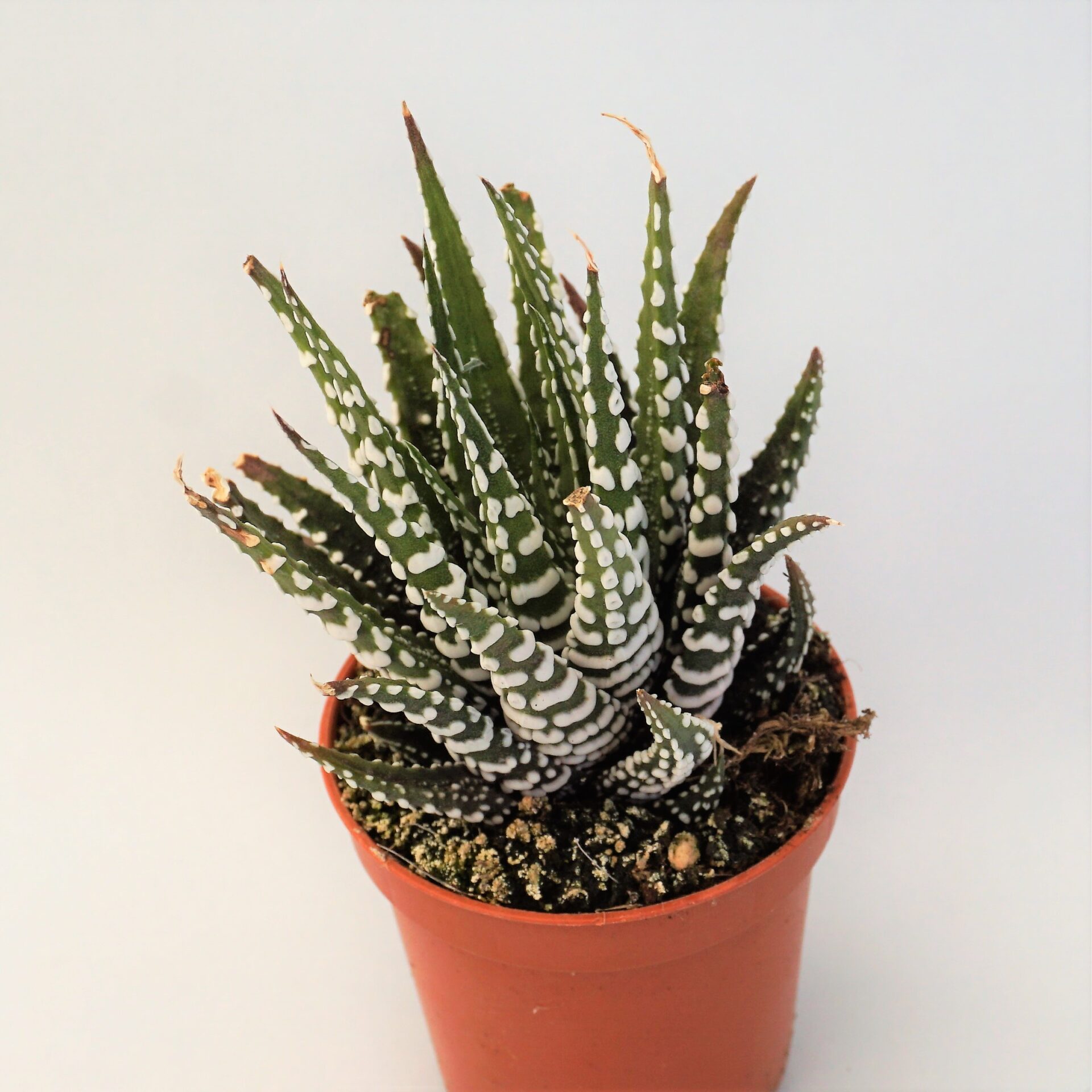 haworthia fasciata