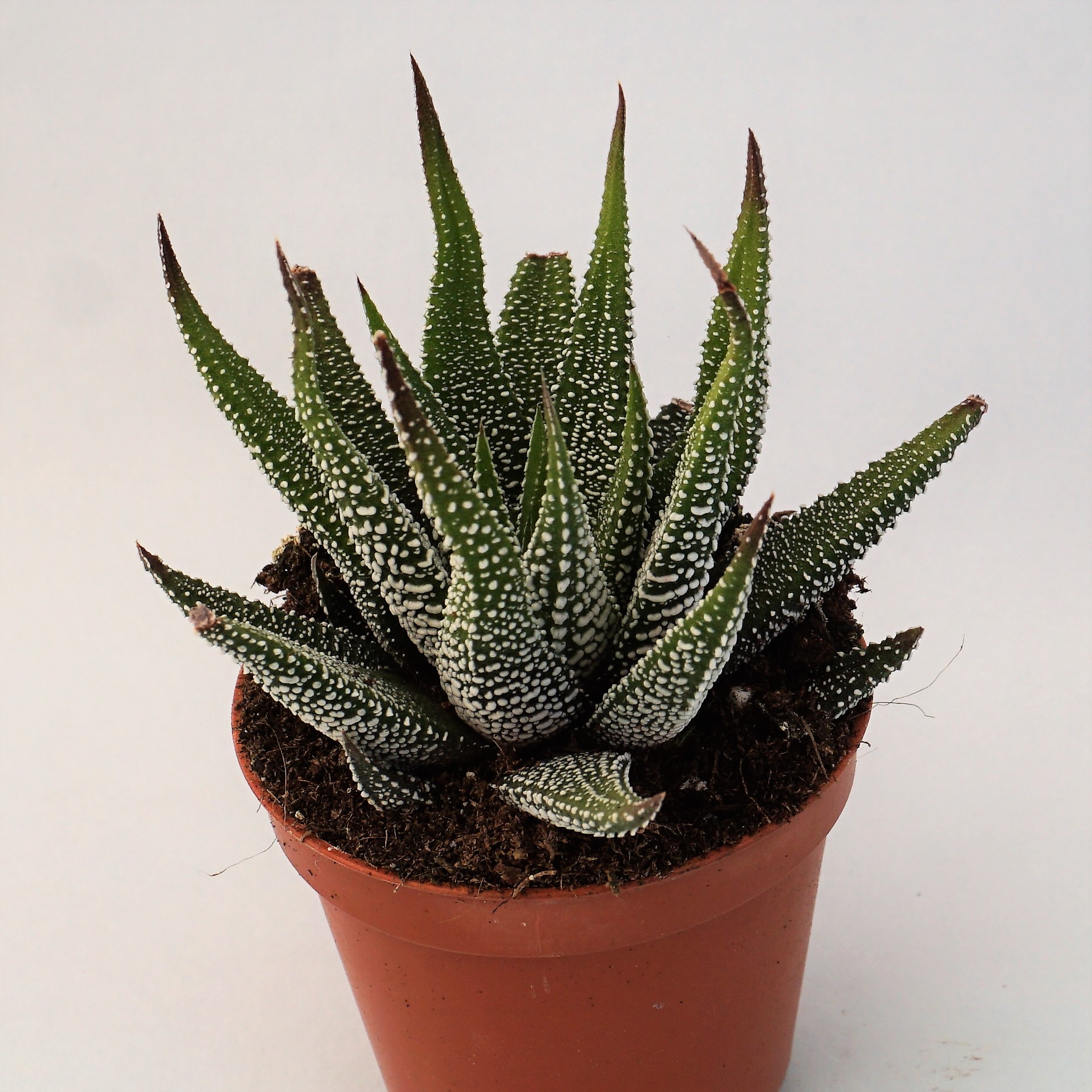 haworthia attenuata concolor