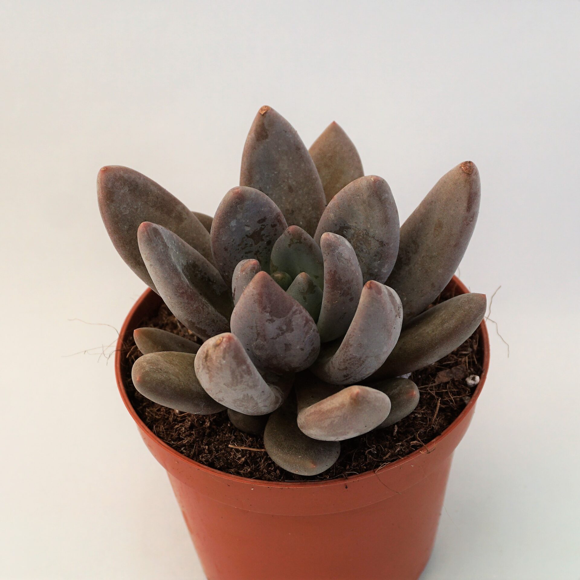pachyveria blue mist