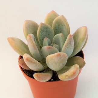 pachyveria royal flush