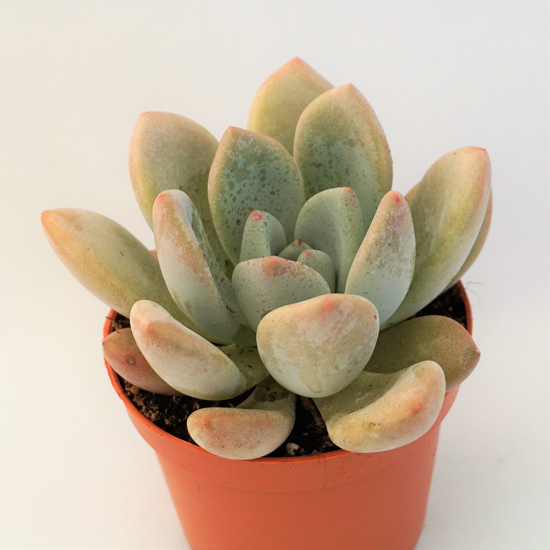 pachyveria royal flush