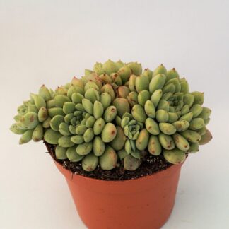 echeveria chrissy n ryan